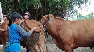 Malhotra diaetkrycie koni zimnokrwistych sokólskish bang564 junie6 desambro0 entartqueCity