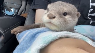 カワウソの赤ちゃん、はじめてのドライブ！　Baby otter goes for a drive for the first time!