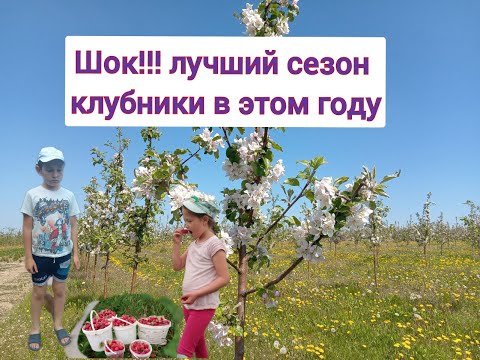 шок! как выращивать