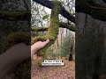 A solid handshake tbh🤣  #unilad #tree #funny #weird #walking