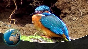 The kingfisher - Germany's flying diamond