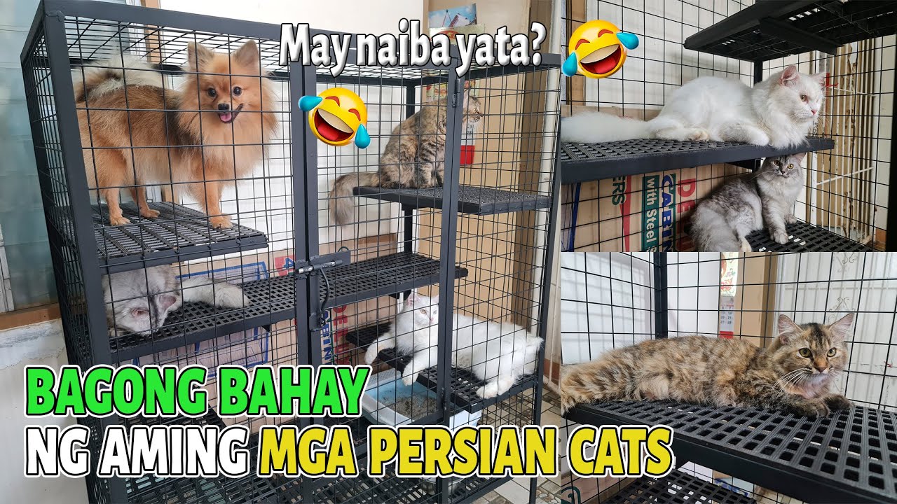 CAT CAGE para sa aming mga Persian Cats Our Simple Way of Living YouTube