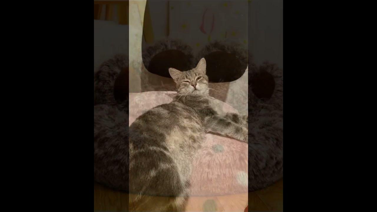 Спасибо дура кот. Спасибо дура кот