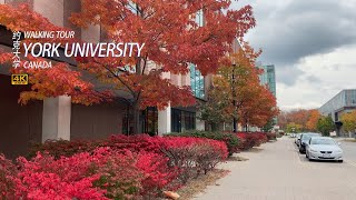 🍂Autumn in York University Canada  (Best Fall Foliage)