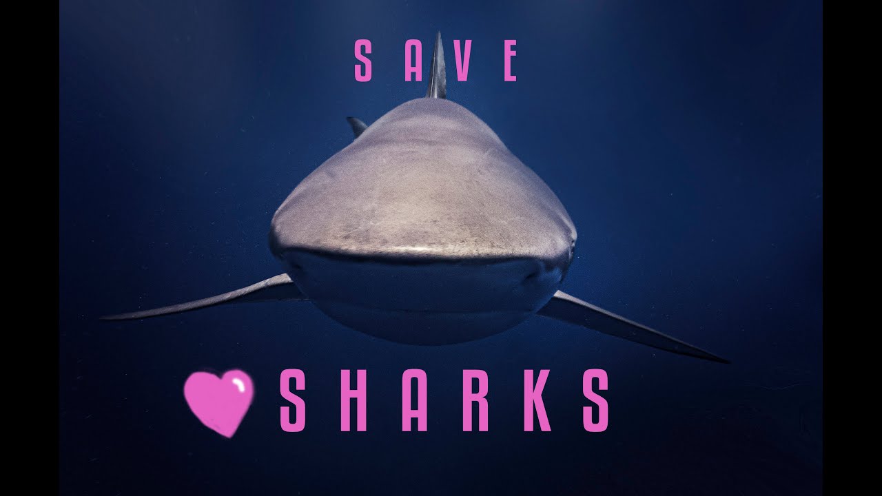 Spacefish Army Shark Diving in Jupiter Florida