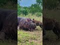 Hyena Eats a Hippo&#39;s Brains Out