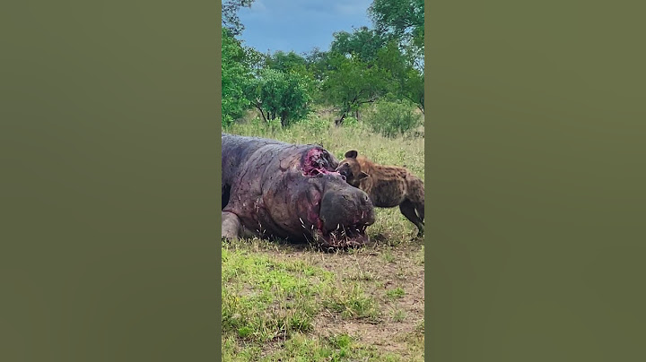 Hyena Eats a Hippo's Brains Out