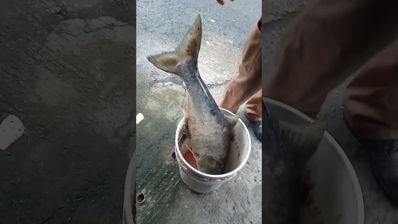 Maya Maya fish fresh from the river 