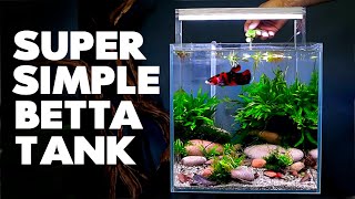 Aquascape Tutorial: Betta Cube Aquarium (How To Step By Step Planted Tank Guide)