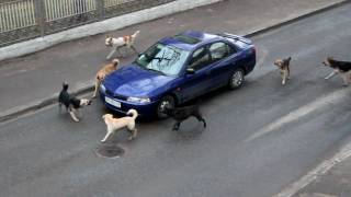 Attack of dogs. Реинкарнированные Гаишники