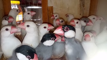 White/Silver/Grey Java Pairs MASHALLAH ready for Breed