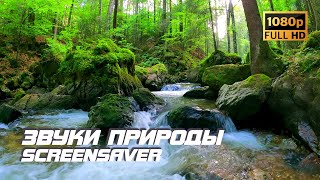 Живая природа - Река в лесу | Звуки природы | Звуки реки | Релаксация | Снятие стресса | Заставка ТВ