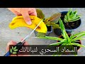سماد قشور الموز بالطريقة الصحيحة 