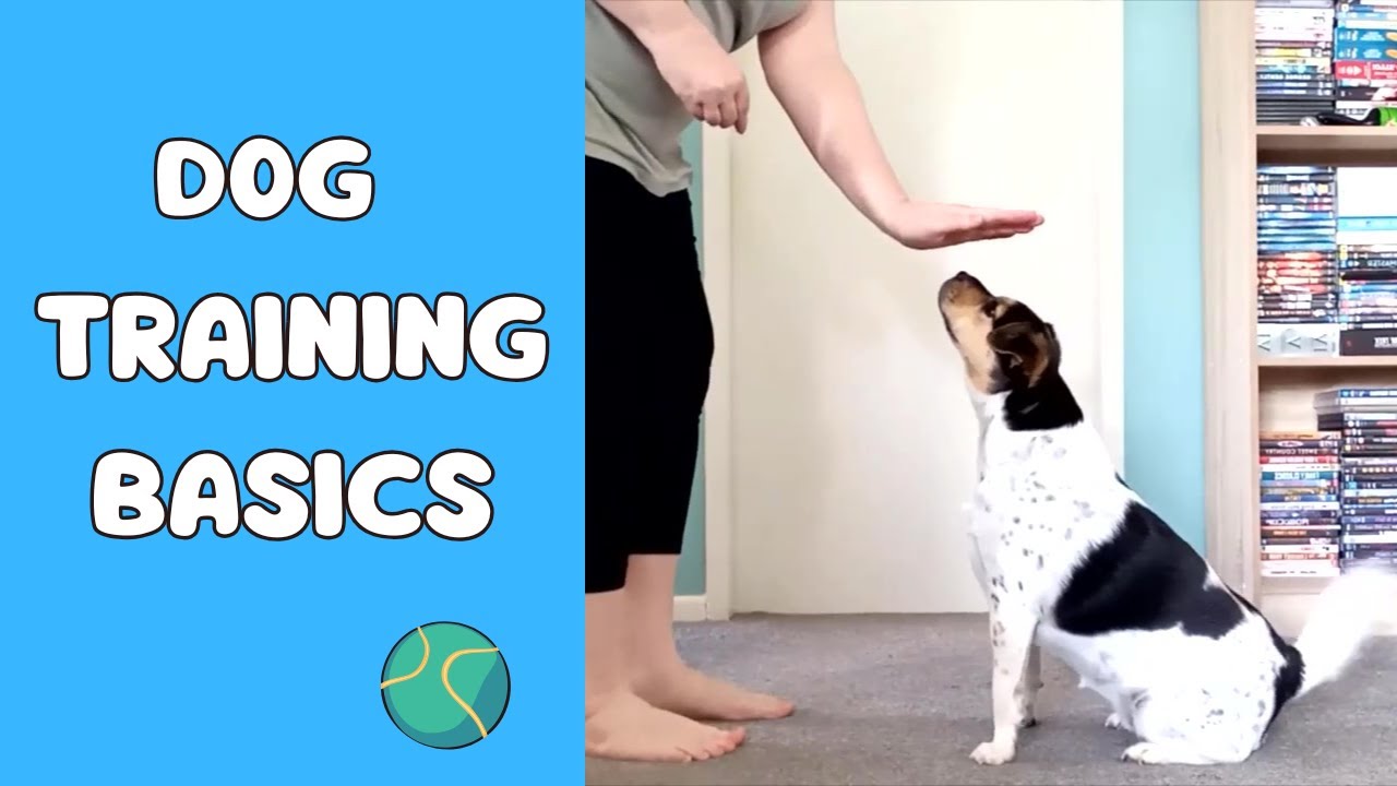 Dog Training Basics: Teaching Sit, Stay, Come and More - YouTube