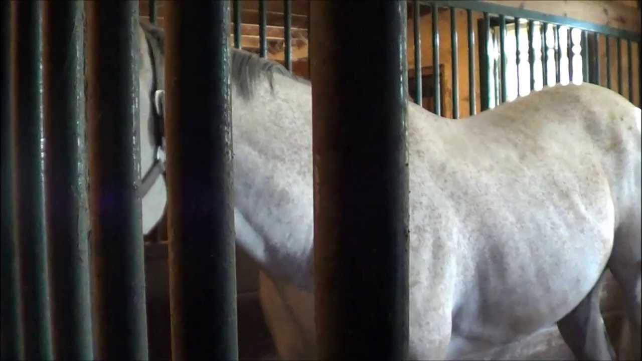 Horse weaving YouTube