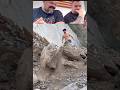 Strongboy Who Will Do This Sayyeduzairzahid Motivation Share Shorts 