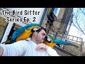 Bird Sitter Vlogs & A Parrot Adventure Holiday || The Bird Sitter Series - Ep: 2