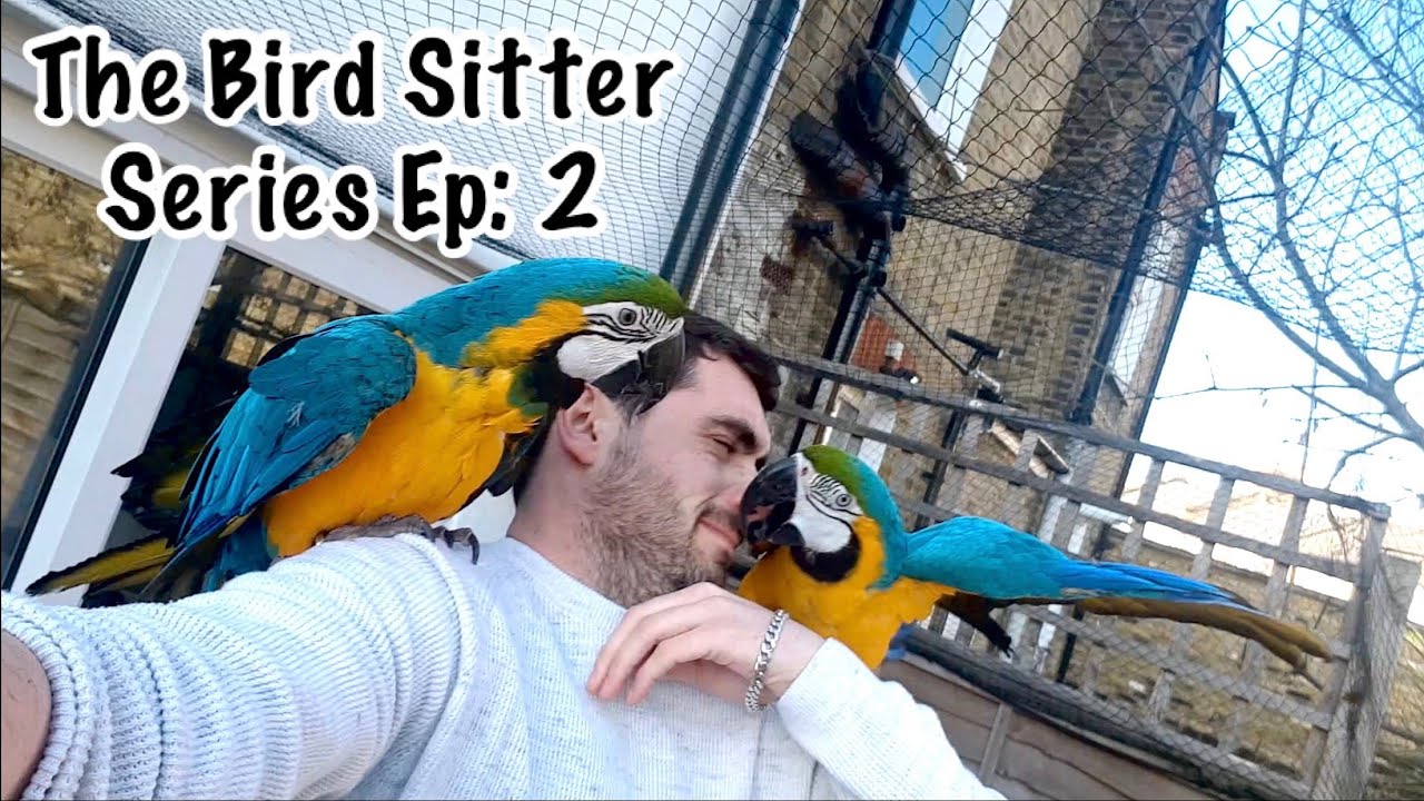 Bird Sitter Vlogs & A Parrot Adventure Holiday The Bird Sitter