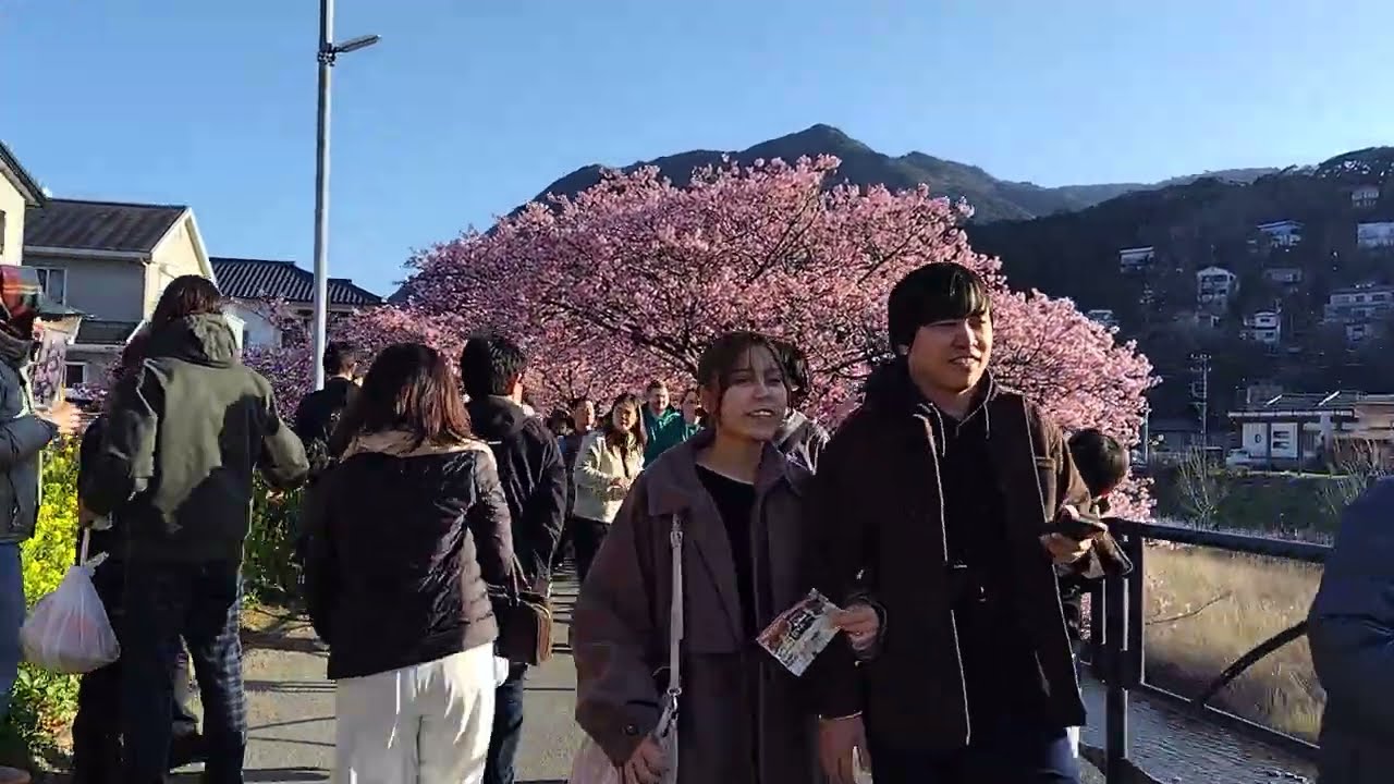 静岡県河津町　河津桜まつり