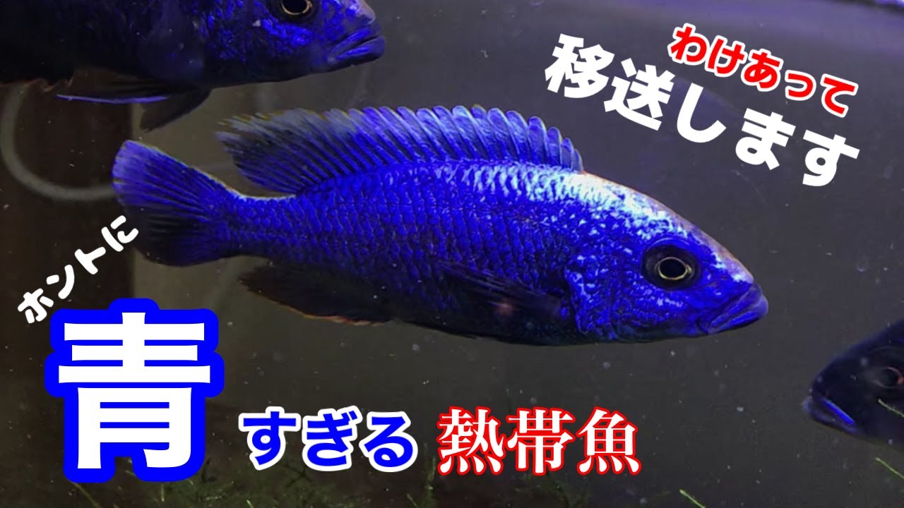とにかく青い熱帯魚/わけあってシクリッド専門業者にフライエリ（アーリー）を預ける/メタボリックブルーですか/確認しもらったけどやっぱり全部オスです【熱帯魚/アクアリウム】