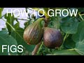 How to Grow Figs At Home In Pots Or In The Garden