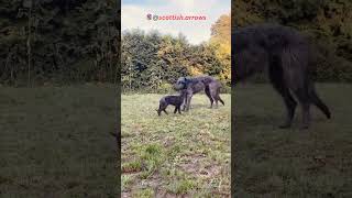 The Majestic Scottish Deerhound: Fun Facts in a Flash! #shorts #dog #dogs #animals  #doglover