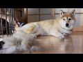 毎日ブラッシングされて納得がいかない柴犬