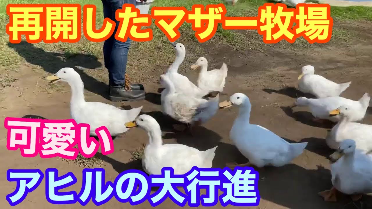 再開したマザー牧場‼️アヒルの大行進【可愛すぎて困る】 - YouTube