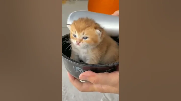 Watch the video about #shorts Cute and Funny Cat Videos Compilation 2021 #cat #cats #kitten #kittens #dog #dogs #puppy