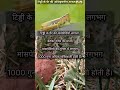 The Incredible Strength of Locust Leg Muscles#viral #shorts #factery #hindi #youtubeshorts