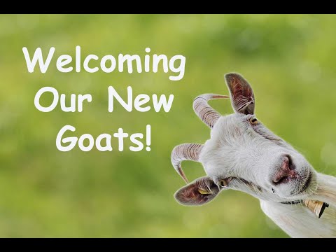 Outhouse to Goat House AND Our New Dairy Goats!