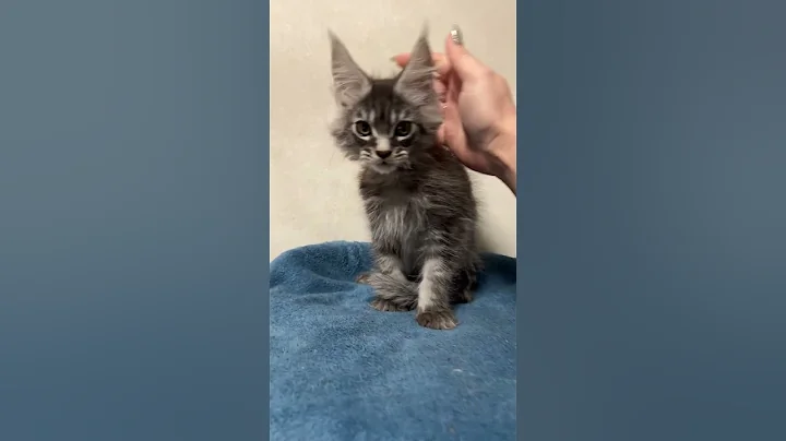 Watch the video about Magnum Black Smoke Blotched Tabby Maine Coon Male Kitten Available Now | Purebred Kitties