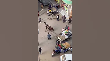 الحصان من كتر الضرب تعب ووقع ع الارض 