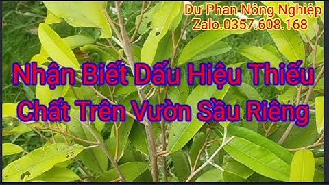 Nhận biết dấu hiệu thiếu dinh dưỡng trên vườn sầu riêng A Quang. Zalo.0357.608.168.Ks.Dư