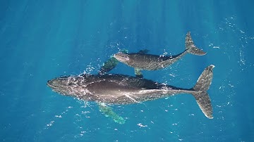 Using innovative technologies in Marine Science, HIMB 2021