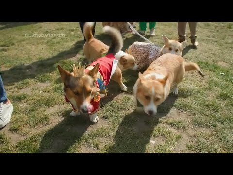 Corgis gather for walk near Buckingham Palace as owners pay tribute to Queen Elizabeth II