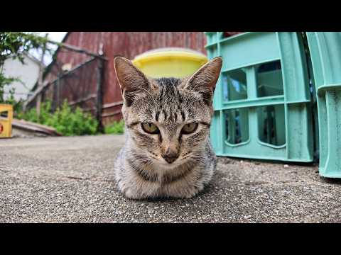 Cat Walk on Ainoshima! Visiting One of the World’s 6 Best Cat Spots 🐈