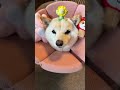 愛犬のエリザベスカラーにおもちゃのせる飼い主💦🐶#柴犬 #柴犬のいる暮らし #癒し #癒し系動画 #白柴