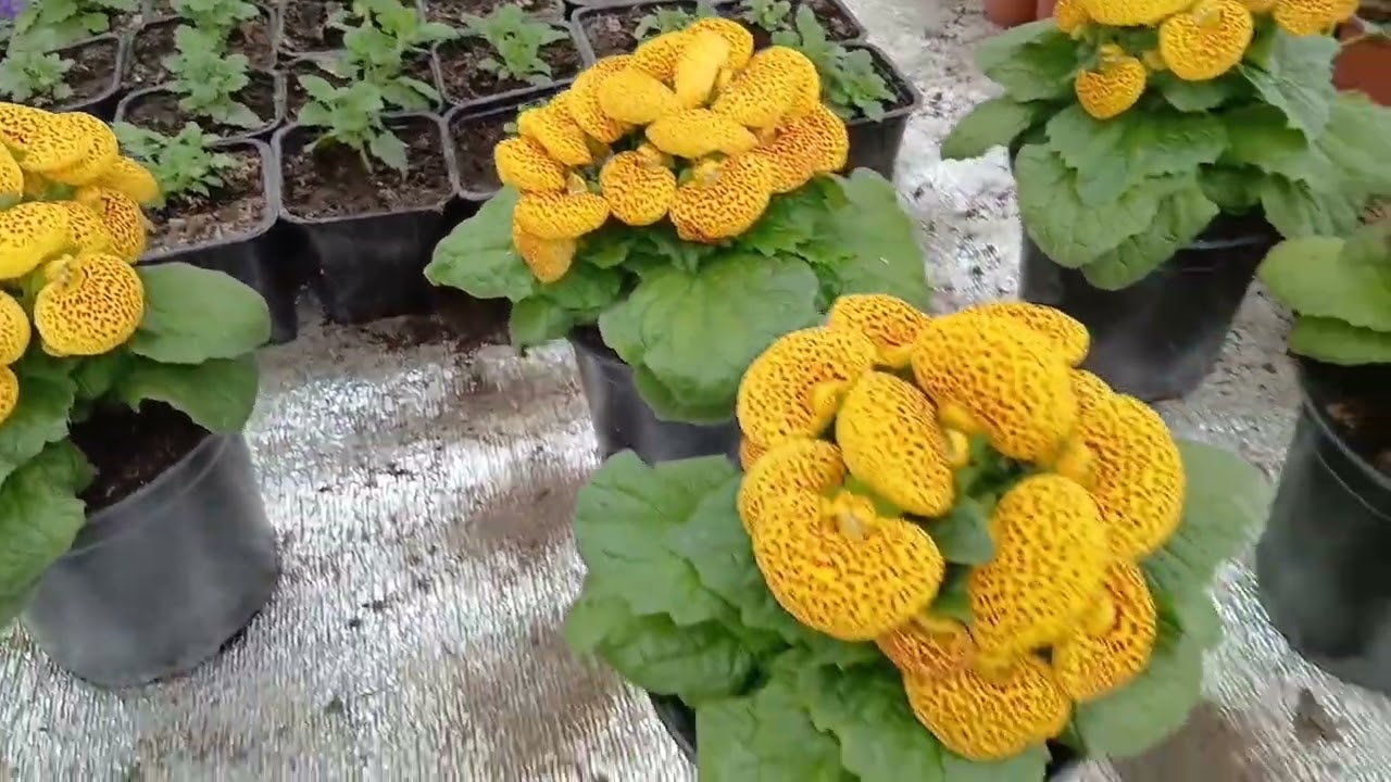 Цветы к 8 марта на 12 февраля