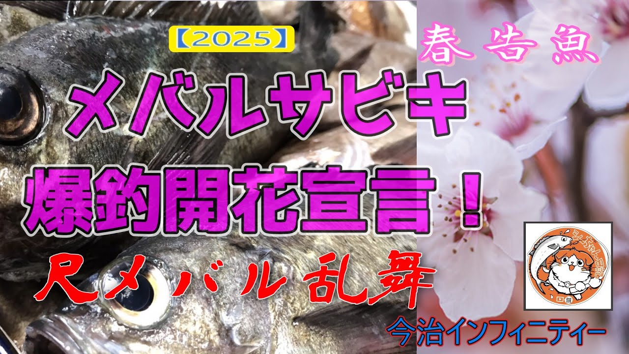 【2025】尺メバル乱舞メバルサビキ爆釣開花宣言＃メバルサビキ＃船メバル＃船釣り#fishing #fishingvideo