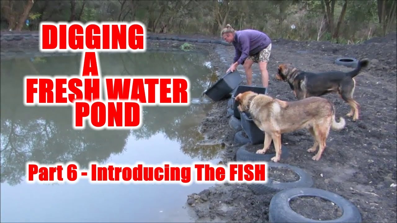Digging A Fresh Water Pond - Part 6 - Introducing the Fish. - YouTube