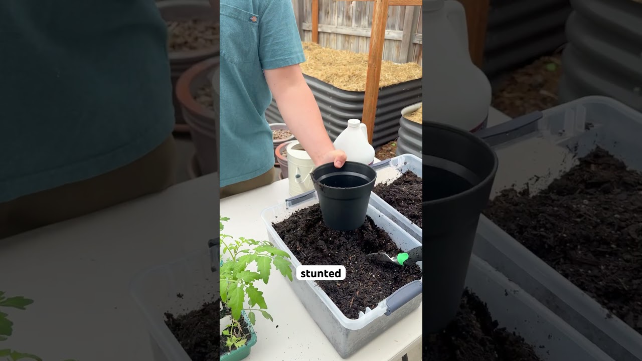 Potting Up Your Seedlings