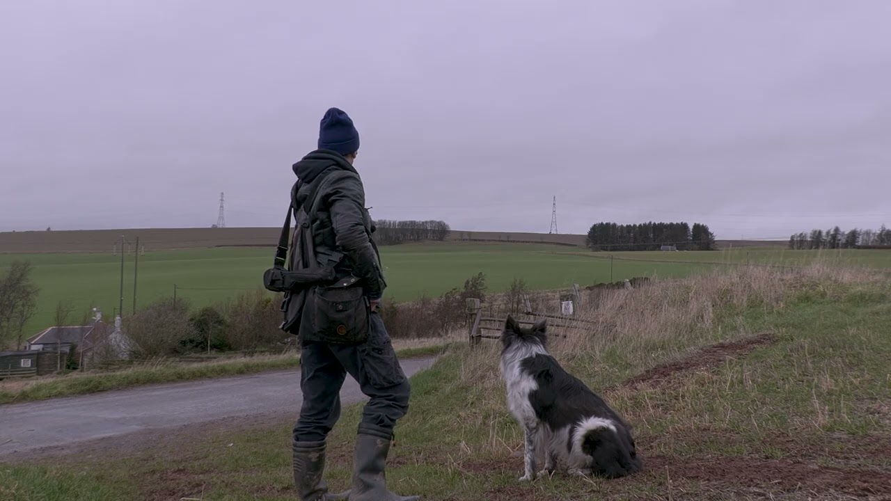 Tomorrow is a long time, Bob Dylan cover; Saker falcon moments