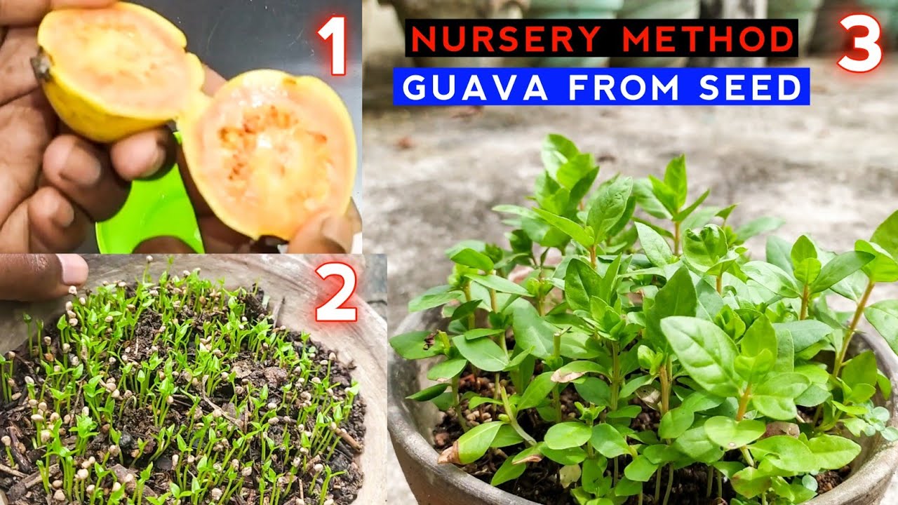 How to grow Guava from Seed | Amrud | Guava In Hindi | The Smart ...