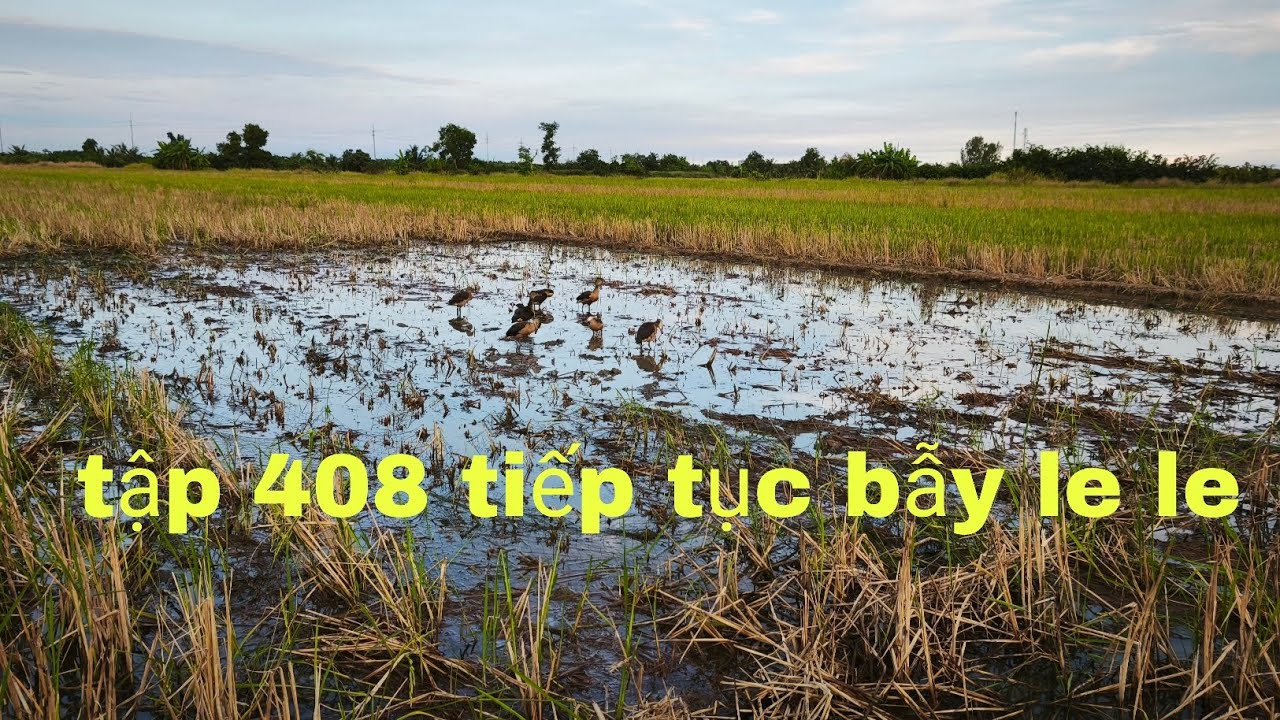 Tập 408 bẫy bầy le le rất bể và cái kết 