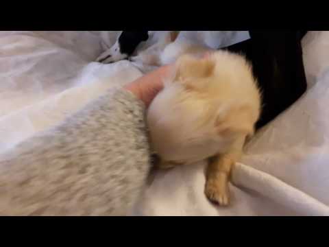 Video: Navn på Chihuahuas