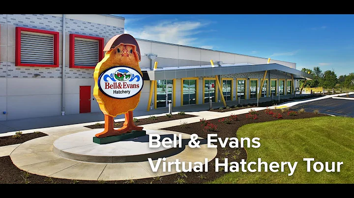 Take The Bell & Evans Chicken Hatchery Tour