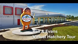Take The Bell & Evans Chicken Hatchery Tour