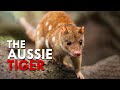 Tiger Quoll: This Marsupial Has A Taste For Flesh