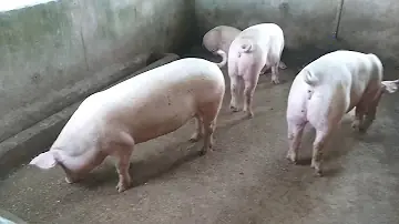 Como fazer porco engordar rápido?